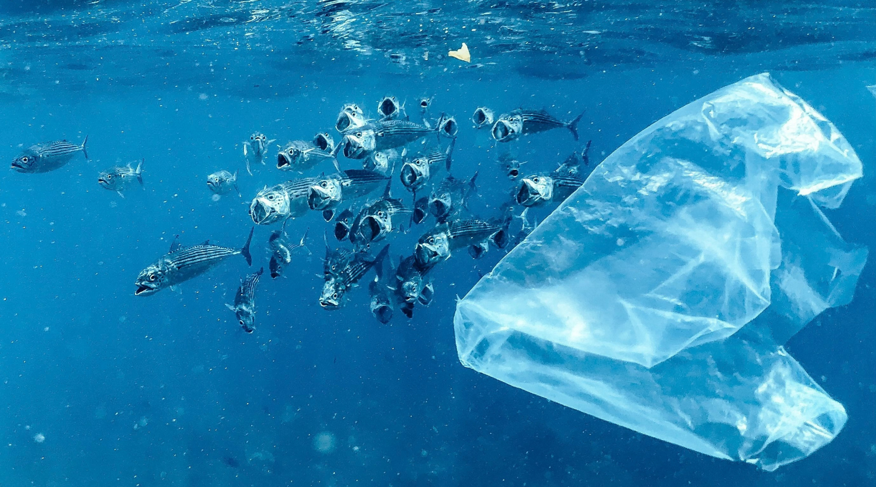 How Reducing Waste Protects Our Ecosystems