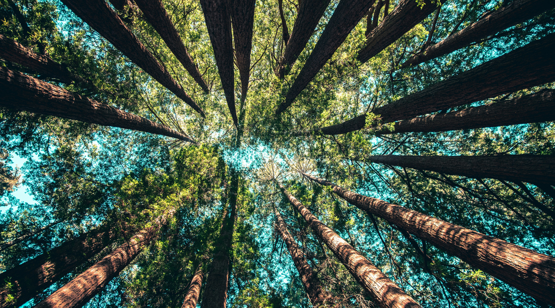 How to Take Action for the Planet this Earth Day.