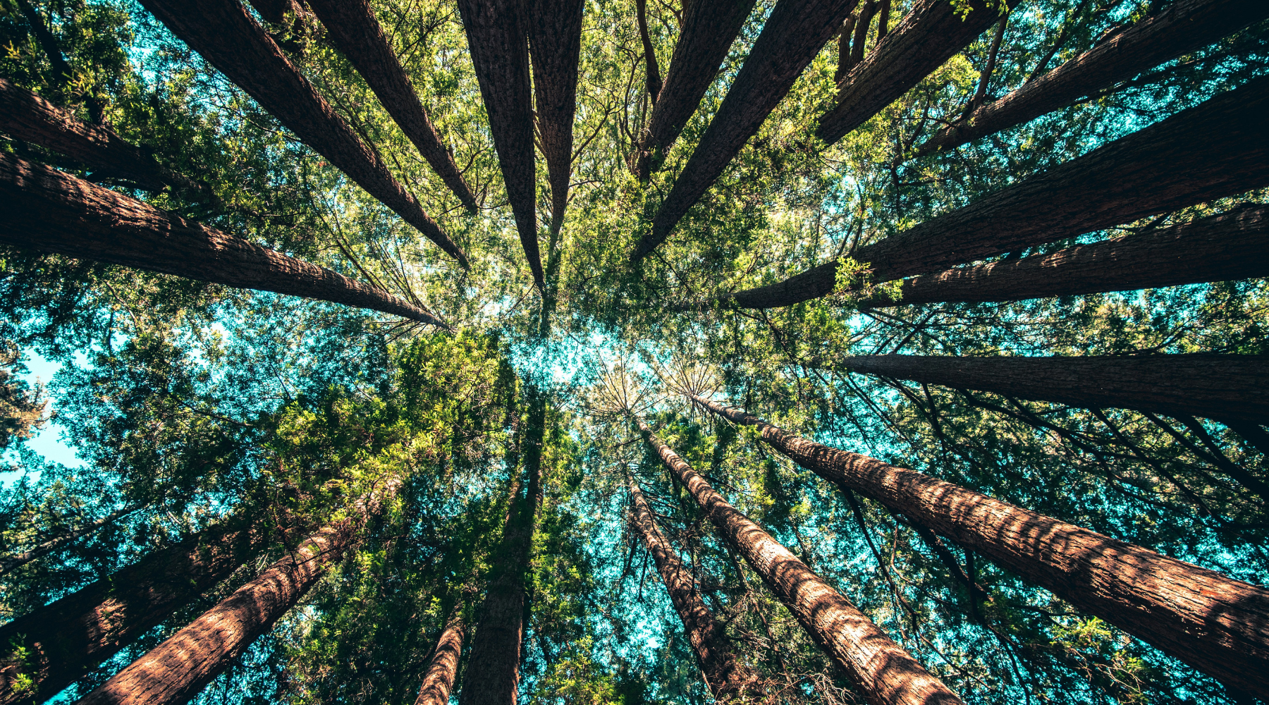 How to Take Action for the Planet this Earth Day.