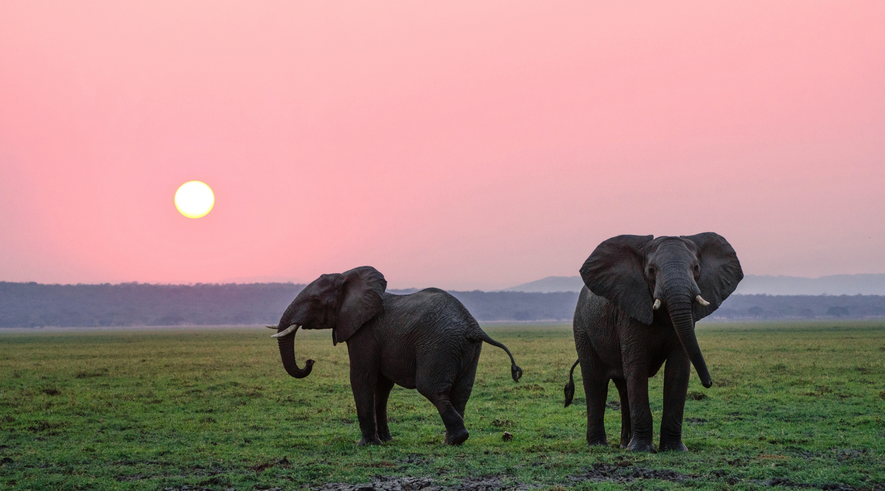 What is World Wildlife Day?