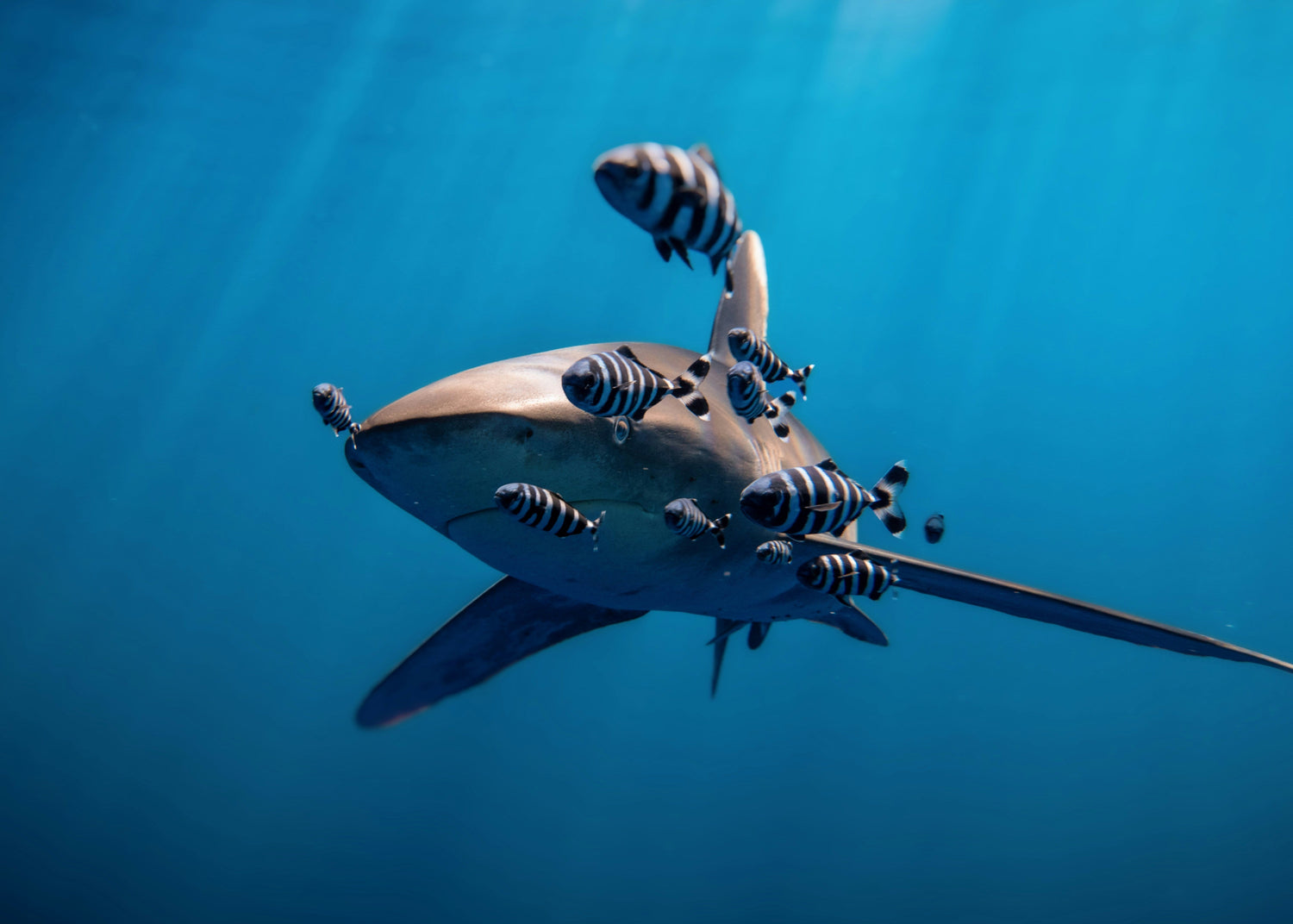 Oceanic White tip shark swimming in clear blue water with striped fish
