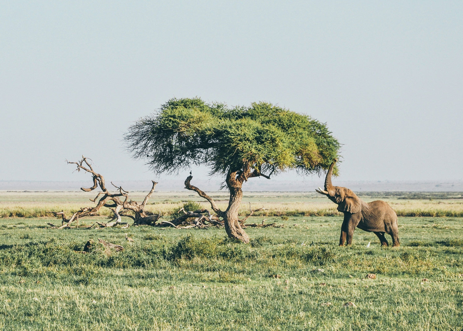 African elephant under a tree in a grassy savanna